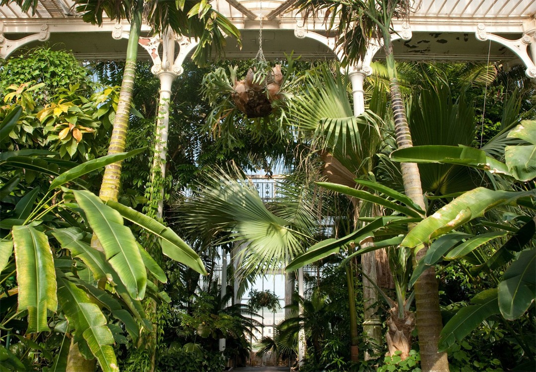 The Palm House Kew Gardens