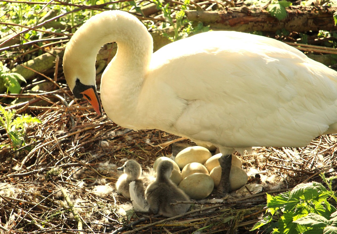 Swan, signets and eggs on nest