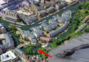 Seal comes to The Island